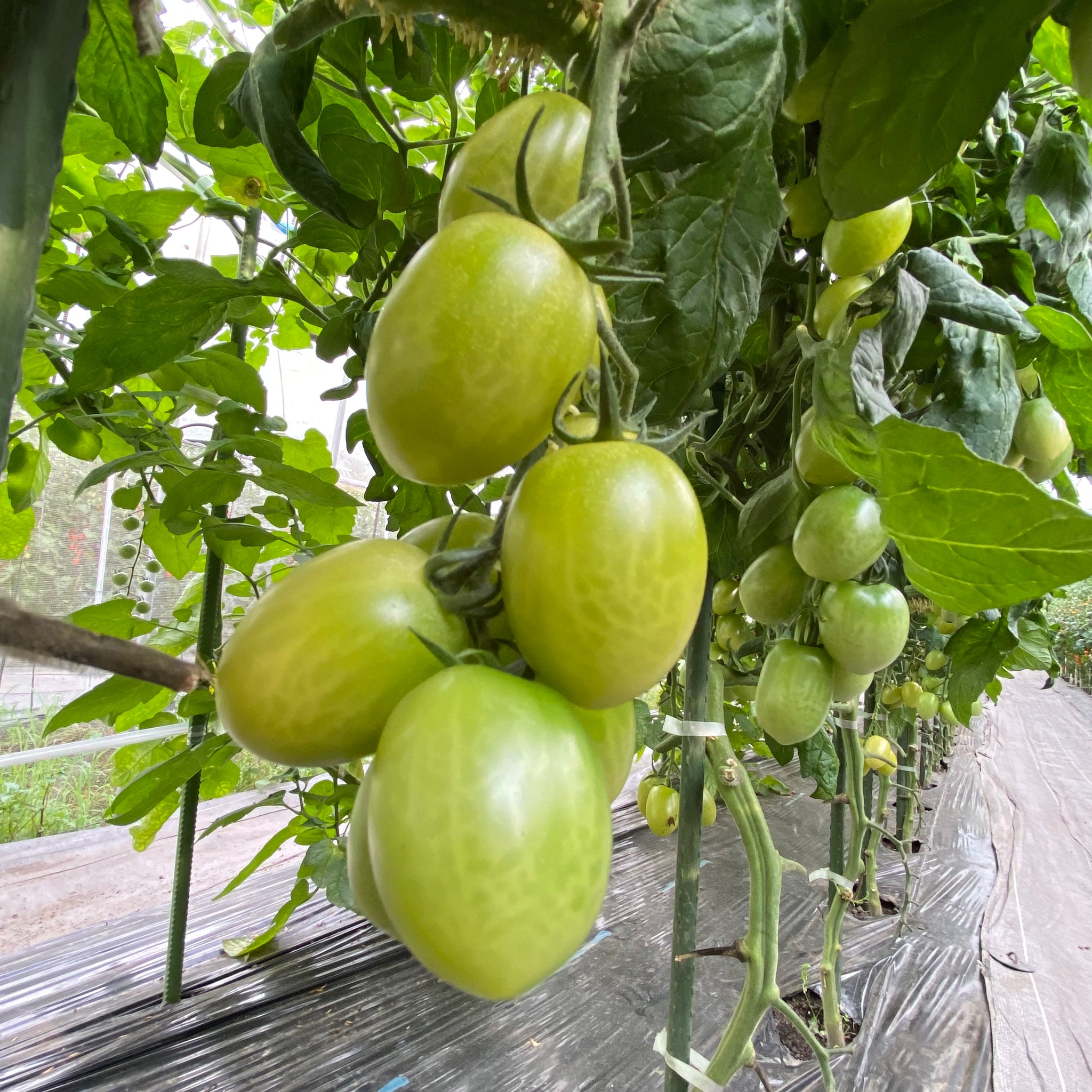 トマ子mix – 石川農園