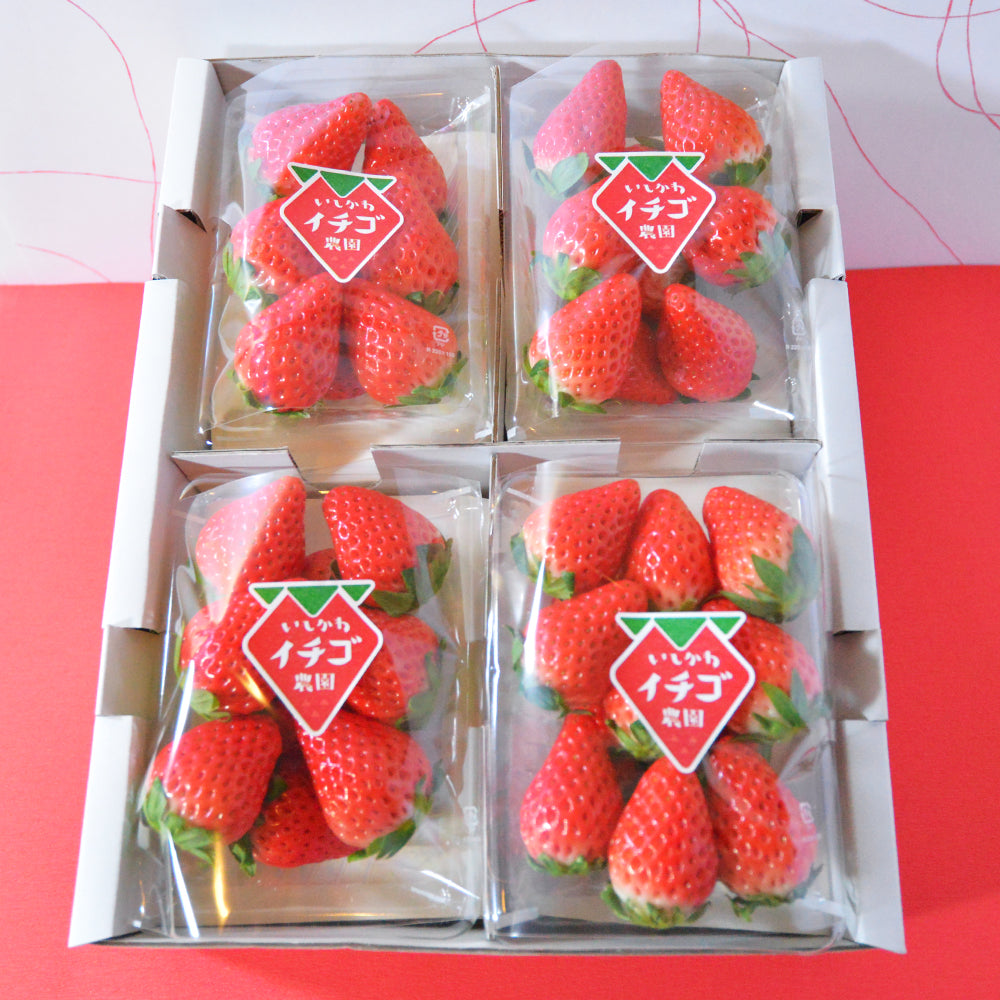 朝採り完熟イチゴセット